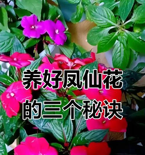 凤仙花的养护要点有哪些？怎样让凤仙花开出更多花朵？