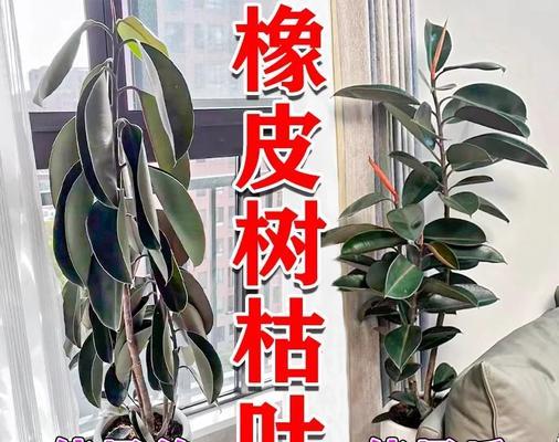 树叶子枯萎了怎么办？可能的原因及解决方法？