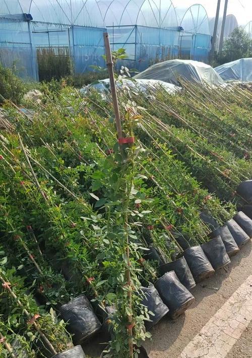月季花种植过程中常见的问题有哪些？