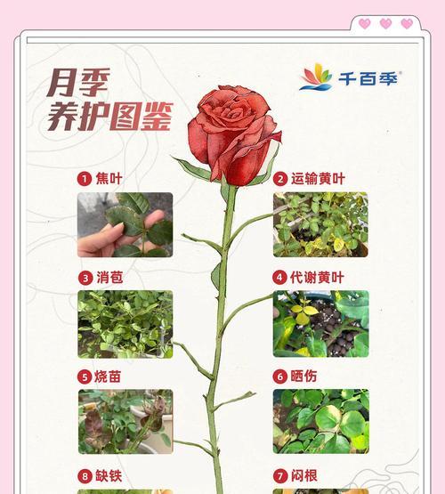 树状月季种植的步骤和注意事项有哪些？