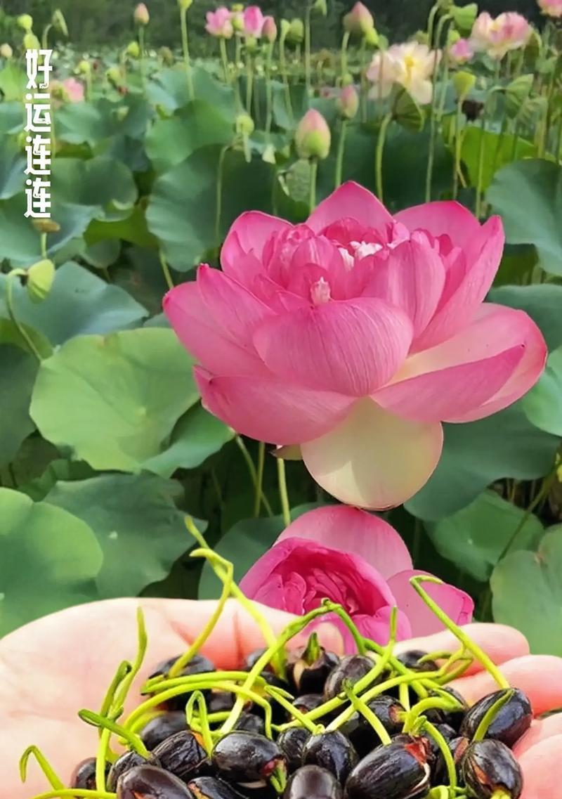 家庭水养花有哪些？家庭水养花的养护技巧是什么？