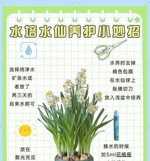 家庭水养花有哪些？家庭水养花的养护技巧是什么？