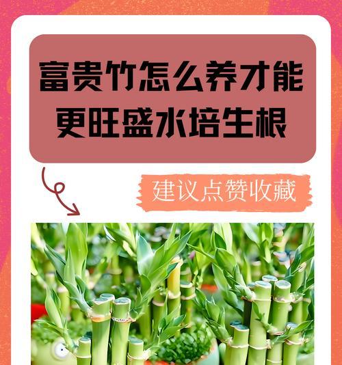 家庭水养花有哪些？家庭水养花的养护技巧是什么？