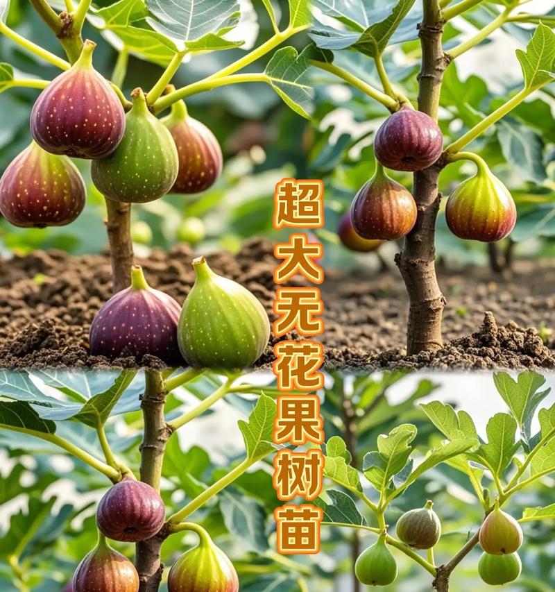 盆栽无花果有哪些品种？如何选择适合的品种？
