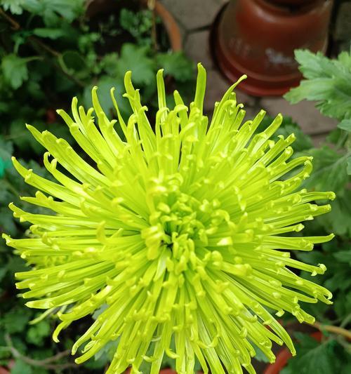 绿菊花有哪些品种？绿菊花品种选择的常见问题是什么？