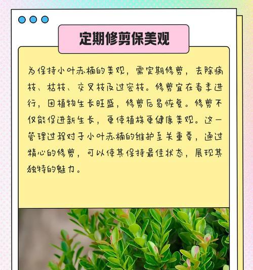 赤楠浇水的正确方式是什么？多久浇一次水合适？