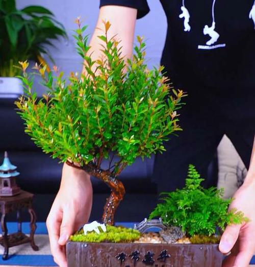 赤楠浇水的正确方式是什么？多久浇一次水合适？