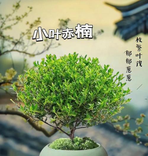 赤楠浇水的正确方式是什么？多久浇一次水合适？