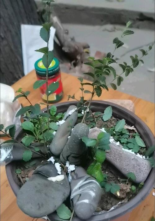 石头盆景怎么做？有哪些步骤和技巧？
