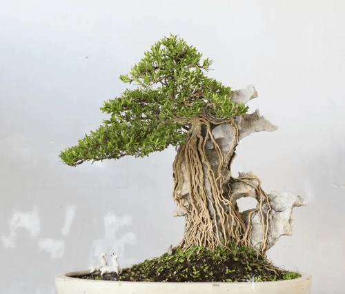 石头盆景怎么做？有哪些步骤和技巧？