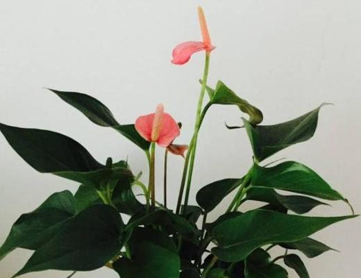 粉掌烂根有哪些处理方法？