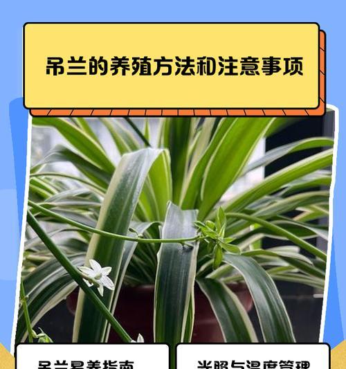 紫吊兰繁殖方法是什么？