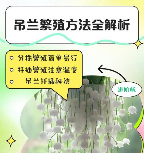 紫吊兰繁殖方法是什么？