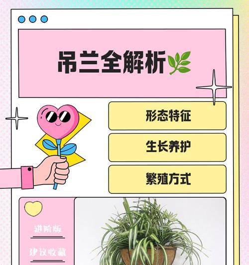 紫吊兰繁殖方法是什么？