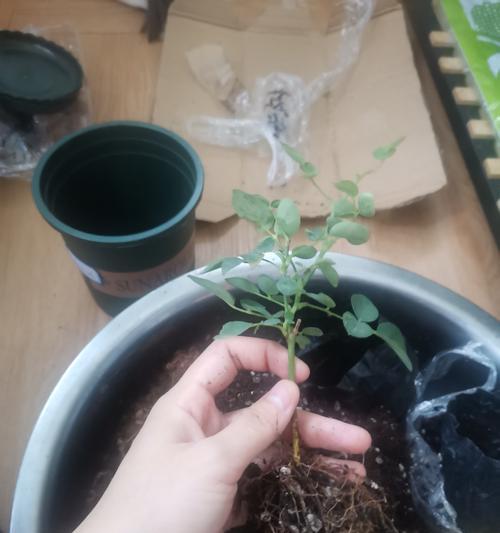 月季小苗如何培养才能更健壮？