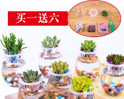 白牡丹水培的步骤和注意事项有哪些？