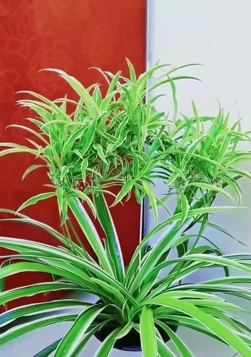 吊兰什么品种好？如何选择适合的吊兰品种？