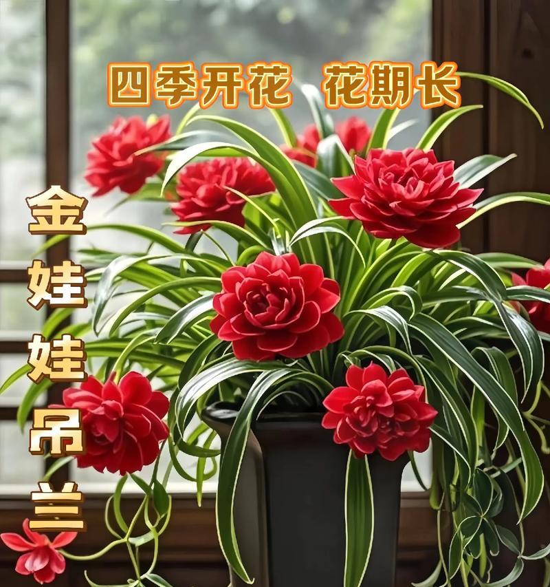 吊兰什么品种好？如何选择适合的吊兰品种？