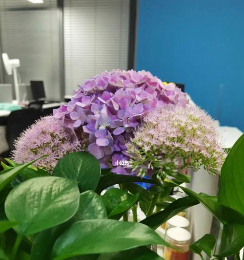 哪些鲜花最适合放置在办公室？