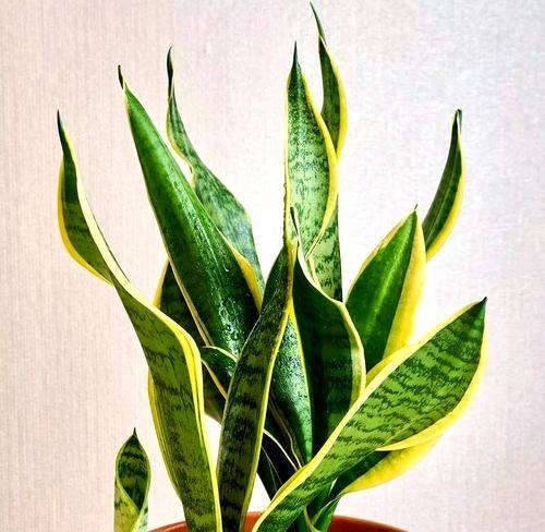 虎皮兰的品种有哪些？不同品种虎皮兰的特性是什么？
