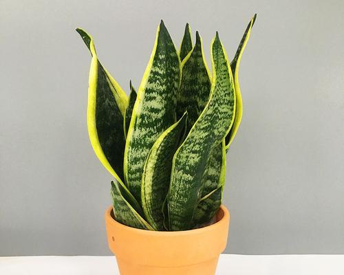 虎皮兰的品种有哪些？不同品种虎皮兰的特性是什么？
