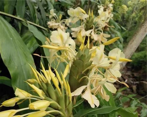 姜花品种有哪些？姜花品种的特性和养护方法是什么？