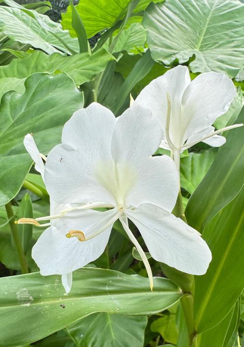 姜花品种有哪些？姜花品种的特性和养护方法是什么？