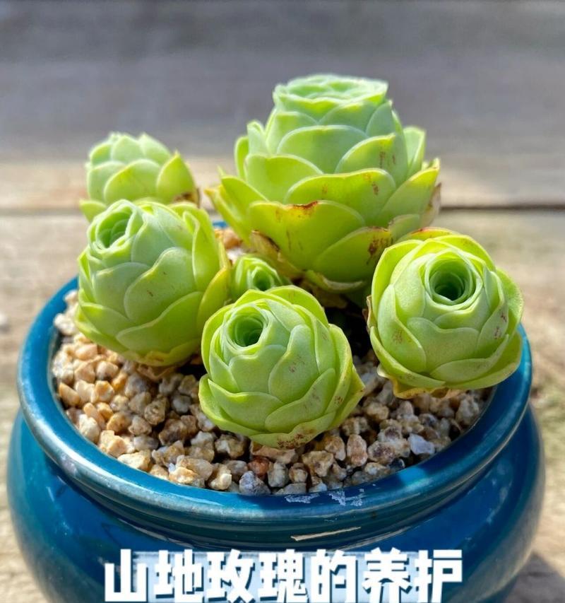 山地玫瑰的相似花卉有哪些？