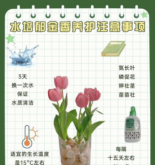 郁金香的培育方法和注意事项有哪些？
