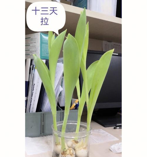 郁金香的培育方法和注意事项有哪些？