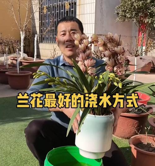 兰花什么时候浇水最合适？如何判断兰花的浇水时机？