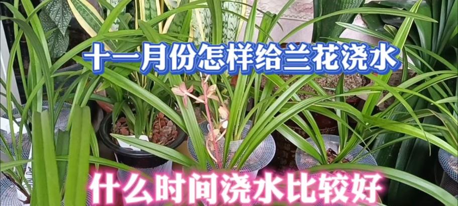 兰花什么时候浇水最合适？如何判断兰花的浇水时机？