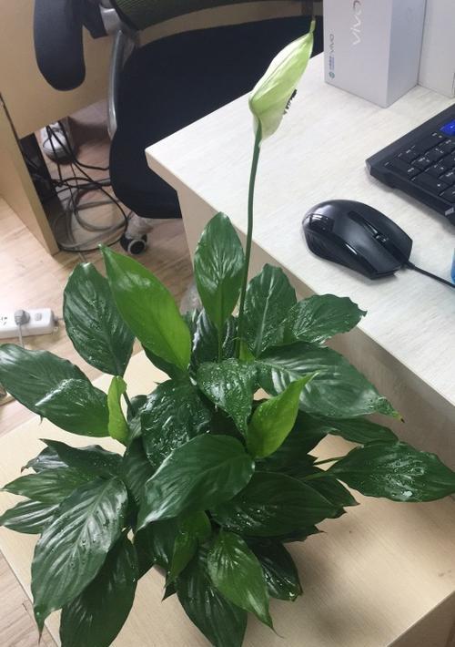 办公室里适合养什么花？有哪些推荐？