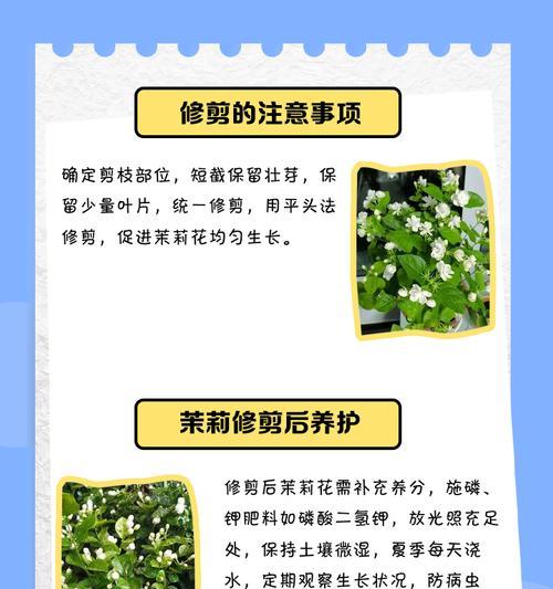茉莉花的养殖技巧是什么？如何让茉莉花开得更香？
