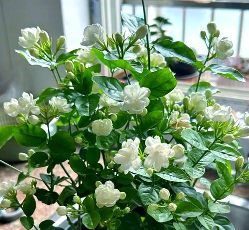 茉莉花的养殖技巧是什么？如何让茉莉花开得更香？