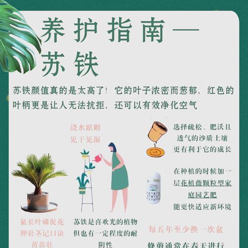 铁树施肥的正确方法和注意事项是什么？