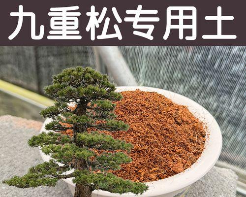 盆栽松土怎么松？盆栽土壤松土的正确方法是什么？