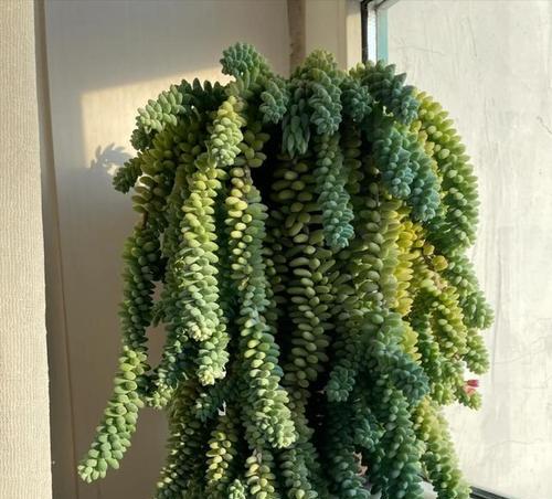 玉缀植物的繁殖方法和步骤是什么？