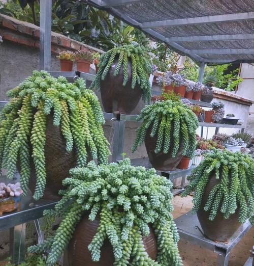 玉缀植物的繁殖方法和步骤是什么？