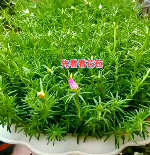 太阳花品种有哪些？如何种植和养护太阳花？