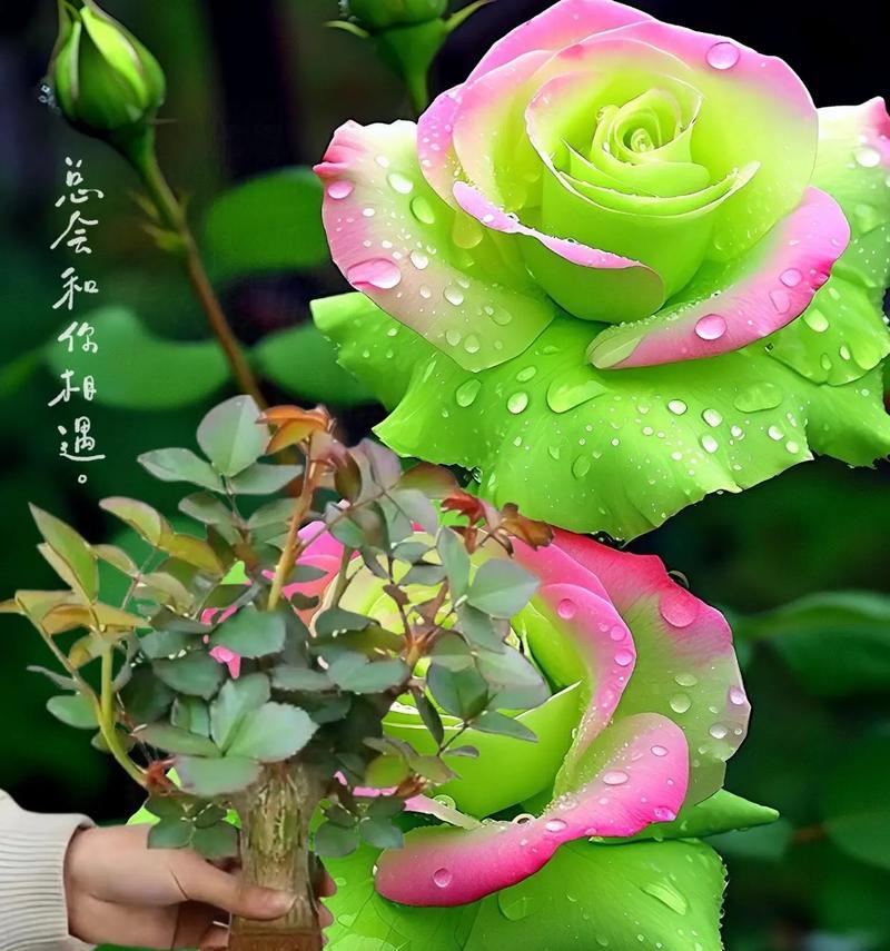 玫瑰品种玛利亚特性？如何种植？