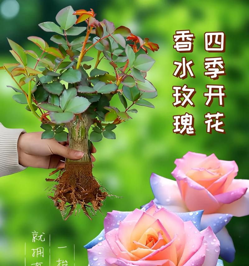 玫瑰品种玛利亚特性？如何种植？