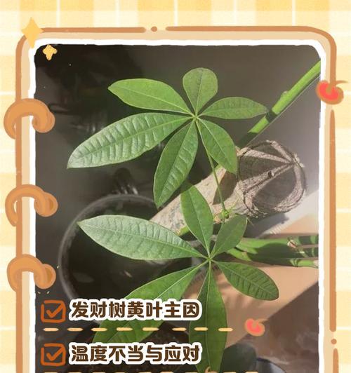 发财树的叶子发黄怎么办？如何解决？