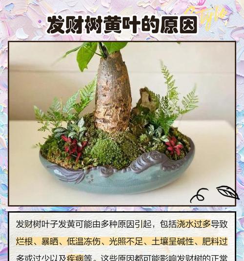 发财树的叶子发黄怎么办？如何解决？