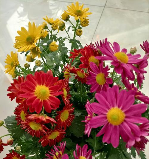 盆栽菊花的养护要点是什么？如何延长花期？
