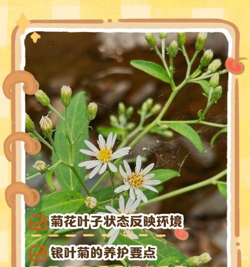 盆栽菊花的养护要点是什么？如何延长花期？