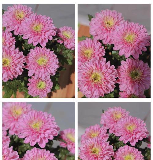 盆栽菊花的养护要点是什么？如何延长花期？
