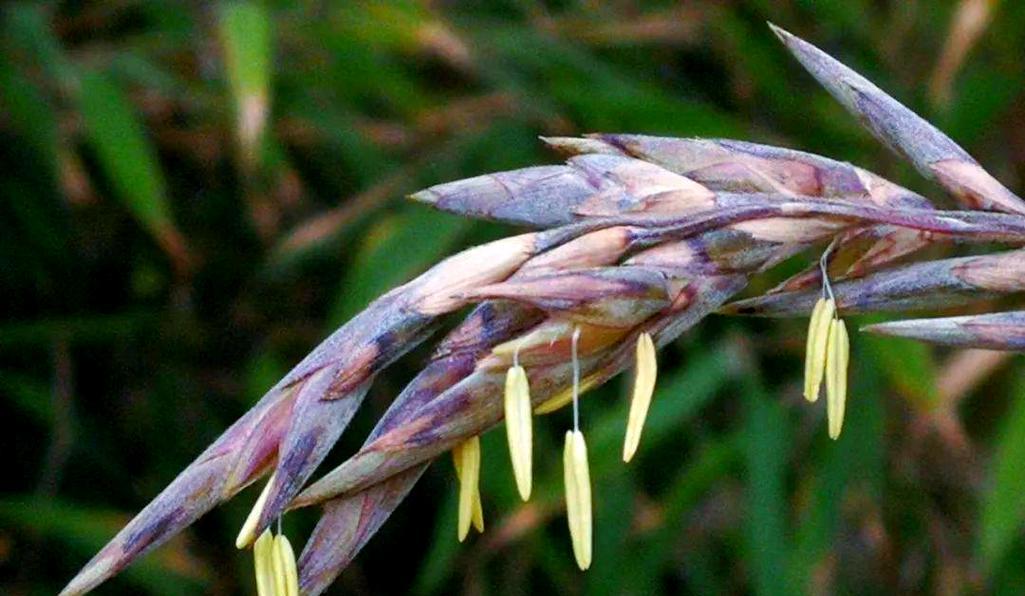 竹子开花罕见吗？竹子的花是什么样子的？