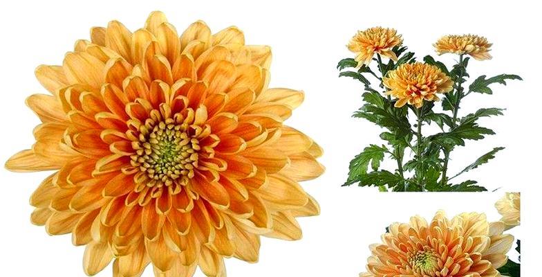 普通菊花品种有哪些？普通菊花品种的栽培技巧是什么？