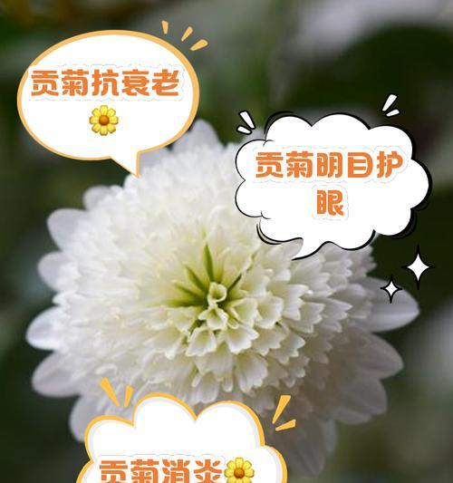 普通菊花品种有哪些？普通菊花品种的栽培技巧是什么？